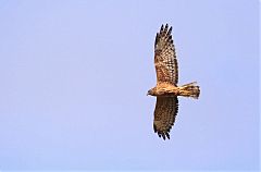 Swamp Harrier